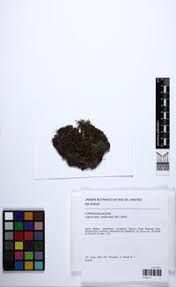 Attēlu rezultāti vaicājumam “Lophocolea coadunata”