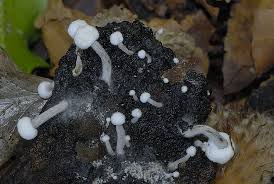 Attēlu rezultāti vaicājumam “Asterophora lycoperdoides”