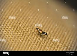 Attēlu rezultāti vaicājumam “Tachyporus sp.”