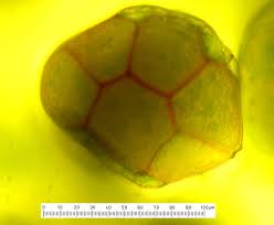 Attēlu rezultāti vaicājumam “Blasia pusilla sporophyte”