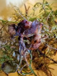 Attēlu rezultāti vaicājumam “Lignydium muscorum spores”