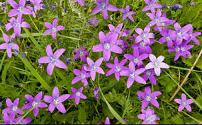 Attēlu rezultāti vaicājumam “Campanula patula fruit”