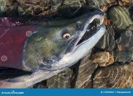 Image result for Oncorhynchus nerka
