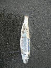 Image result for Clupea pallasii