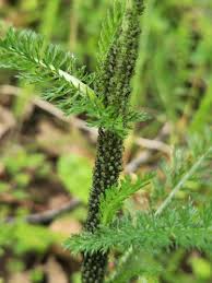 Attēlu rezultāti vaicājumam “Macrosiphoniella millefolii”