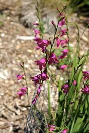 Attēlu rezultāti vaicājumam “Gladiolus imbricatus flower”