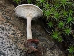 Attēlu rezultāti vaicājumam “Cantharellula umbonata”