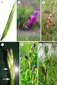 Attēlu rezultāti vaicājumam “Gladiolus imbricatus flower”
