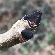 Attēlu rezultāti vaicājumam “Fraxinus excelsior bud”