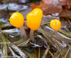 Attēlu rezultāti vaicājumam “Mitrula paludosa”