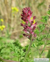 Attēlu rezultāti vaicājumam “Fumaria officinalis”