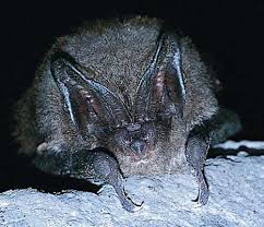 Attēlu rezultāti vaicājumam “Barbastella barbastellus”