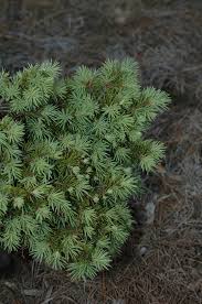 Attēlu rezultāti vaicājumam “Pseudotsuga menziesii”