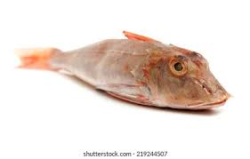Image result for Chelidonichthys cuculus