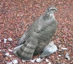 Attēlu rezultāti vaicājumam “Accipiter nisus female”