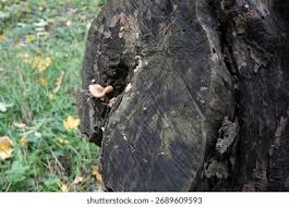 Attēlu rezultāti vaicājumam “Amaurochaete atra young”