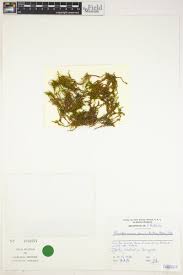 Attēlu rezultāti vaicājumam “Palustriella decipiens”