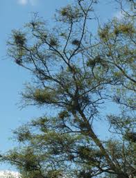 Attēlu rezultāti vaicājumam “Taphrina betulina”