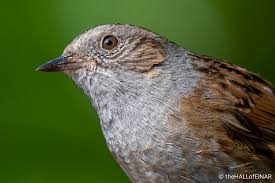 Attēlu rezultāti vaicājumam “Prunella modularis”