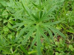 Attēlu rezultāti vaicājumam “Ranunculus acris leaf”