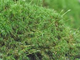 Attēlu rezultāti vaicājumam “Dicranum viride”