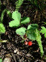 Image result for Fragaria vesca