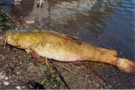 Image result for Pylodictis olivaris