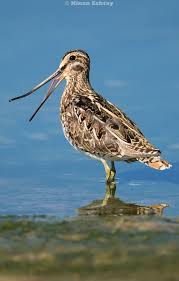 Image result for Gallinago gallinago