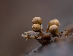 Attēlu rezultāti vaicājumam “Stemonitopsis typhina var. similis macro”