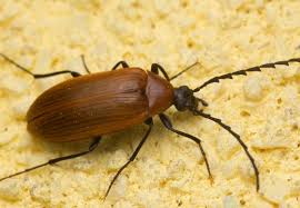 Attēlu rezultāti vaicājumam “Pseudocistela ceramboides”