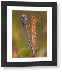 Attēlu rezultāti vaicājumam “Drosera anglica leaf”