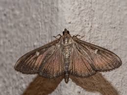 Attēlu rezultāti vaicājumam “Crambidae”