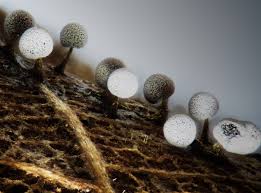 Attēlu rezultāti vaicājumam “Physarum oblatum spores”