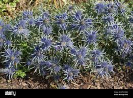 Image result for Edeldistel
