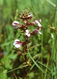 Attēlu rezultāti vaicājumam “Pedicularis palustris flower”