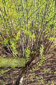 Attēlu rezultāti vaicājumam “Salix daphnoides”