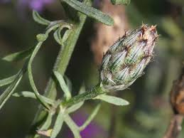 Attēlu rezultāti vaicājumam “Centaurea stoebe bud”
