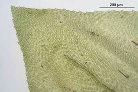 Attēlu rezultāti vaicājumam “Eurhynchium angustirete”