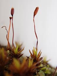 Attēlu rezultāti vaicājumam “Didymodon tophaceus”