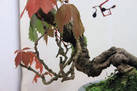 Image result for parthenocissus bonsai