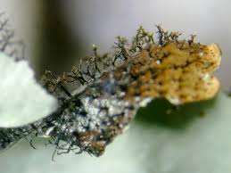 Attēlu rezultāti vaicājumam “Hypotrachyna sp.”