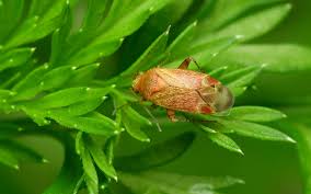 Attēlu rezultāti vaicājumam “Psallus sp.”