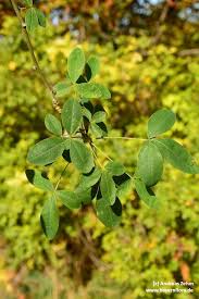 Attēlu rezultāti vaicājumam “Microrrhinum minus leaf”