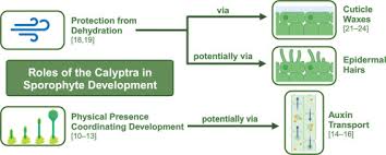Attēlu rezultāti vaicājumam “Orthotrichum patens sporophyte”
