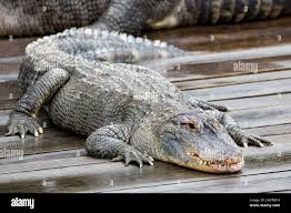 Image result for Alligator mississippiensis