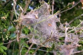 Attēlu rezultāti vaicājumam “Yponomeuta malinellus / cagnagella larva”