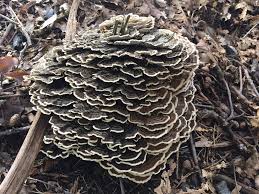 Attēlu rezultāti vaicājumam “Thelephora terrestris”