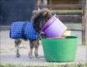 Dwarf-Miniature Horse Smallest In History thumbelina world's ...