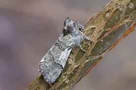 Attēlu rezultāti vaicājumam “Achlya flavicornis”