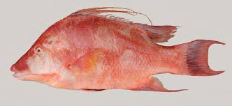 Image result for Lachnolaimus maximus